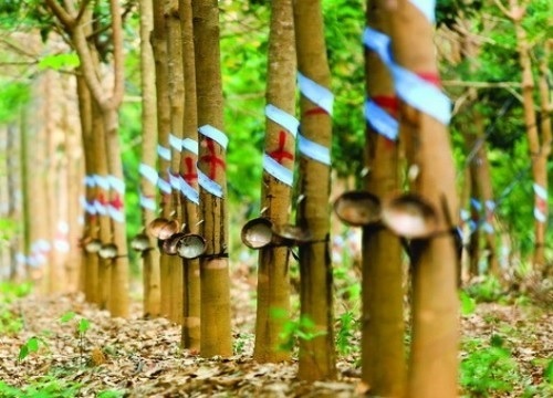 TT cao su châu Á ngày 20/9/2018: Giá tại Tokyo và Thượng Hải đồng loạt tăng